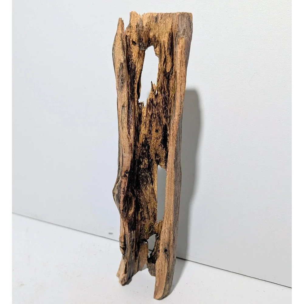 Black Locust Hollow Root Fairy garden or Gemstone Display. 9